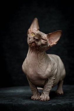 Siyah bir stüdyoda yeşil gözlü Kanadalı bir sfenks kedisinin korkunç suratını.