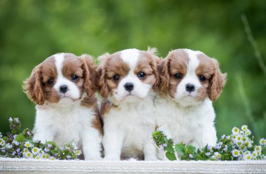 Süvari bir kral olan Charles Spaniel 'in üç tatlı kırmızı ve beyaz yavrusu doğanın arka planında birlikte otururlar.