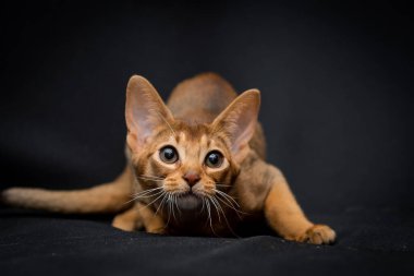 Abessin cinsinden bir kedi yavrusu karanlık bir arka planda çekilmiş bir fotoğraf stüdyosu saldırısı için hazırlanıyor.