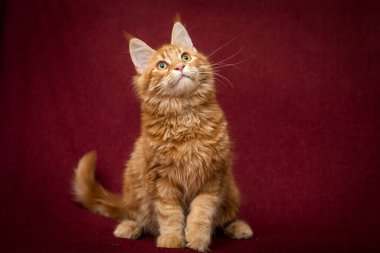 Tombul bir Maine Rakun kedisi, bordo bir arka planda stüdyoda oturur ve dikkatlice yukarı bakar.