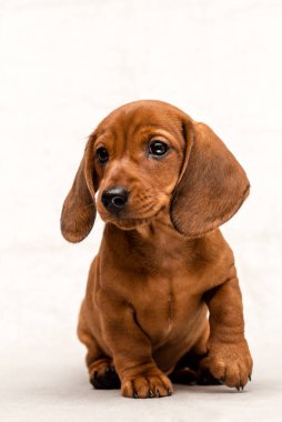 Güzel kızıl saçlı dachshund köpeği beyaz bir arka planda tek başına oturuyor.