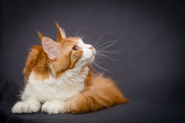 Güzel kırmızı-beyaz Maine Rakun kedisi gri bir arka planda tek başına yatıyor.