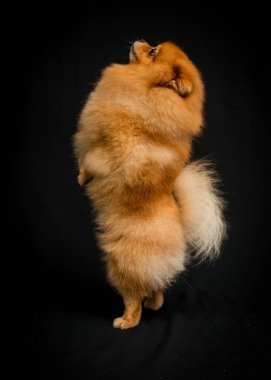 Güzel Pomeranian köpeği, arka planda siyah bir stüdyo fotoğrafçılığında arka ayakları üzerinde duruyor.