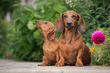 Güzel kırmızı dachshund köpeği ve doğa geçmişi olan köpek yavrusu.