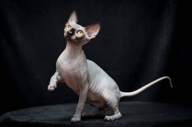 Kanada Sphynx 'i çok güzel, tüysüz bir kedi atlamaya hazırlanıyor.