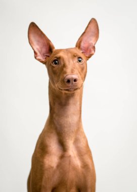 Cirneco dell Etna Güzel kızıl saçlı köpek Beyaz bir arka plana yakın sormak istiyor Gülümsemesi büyük kulakları var güzel gözleri