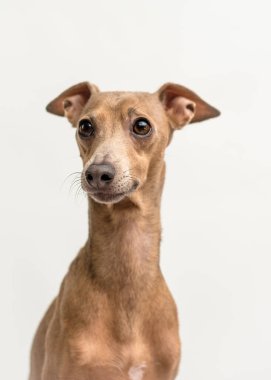 Beyaz arka planda izole edilmiş İtalyan tazı köpek portresi