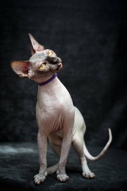 Pembe Kanada sfenks kedisi karanlık bir stüdyoda duruyor.