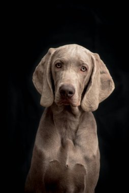 Siyah bir arka planda Weimar İşaret Köpeği ya da Weimaraner portresi
