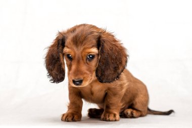 Kızıl saçlı dachshund köpeği çok üzgün oturuyor ve ağlayacak.