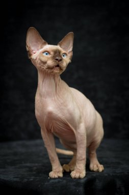Kanadalı bir Sphynx kedi cinsinin siyah arka plandaki stüdyo fotoğrafı.