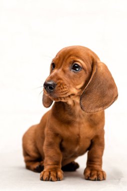 Beyaz bir arka planda izole edilmiş güzel kırmızı bir dachshund köpeğinin stüdyo çekimi.