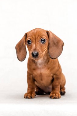 Beyaz bir arka planda izole edilmiş güzel kırmızı bir dachshund köpeğinin stüdyo çekimi.