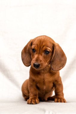 Beyaz bir arka planda izole edilmiş güzel kırmızı bir dachshund köpeğinin stüdyo çekimi.