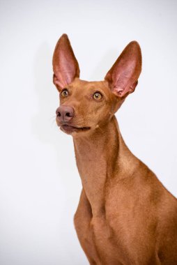 Bu bir köpek cinsi Cirneco del Etna 'nın beyaz arka planındaki portresi.