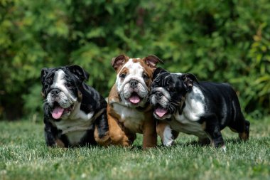 Üç güzel İngiliz buldog yavrusu yeşil çimlerin üzerinde yan yana duruyor..