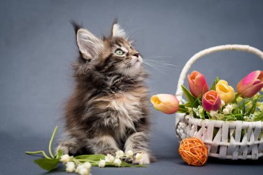 Genç gri Maine rakunu, çiçekli bir sepetin yanında oturuyor.