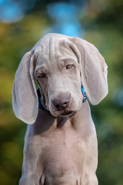 Triste Cachorro Azul Gris Sentado Parque — Foto de Stock
