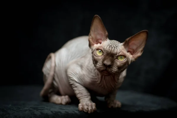 Gray Bald Scary Wrinkled Cat Breed Canadian Sphynx Prepares Attack — Stock Photo, Image