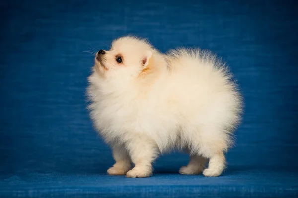 Studio Fotografie Van Een Harige Pommerse Spitz — Stockfoto