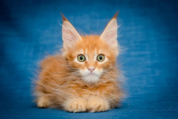 Sorprendido Rojo Maine Coon Gatito Encuentra Azul Fondo —  Fotos de Stock