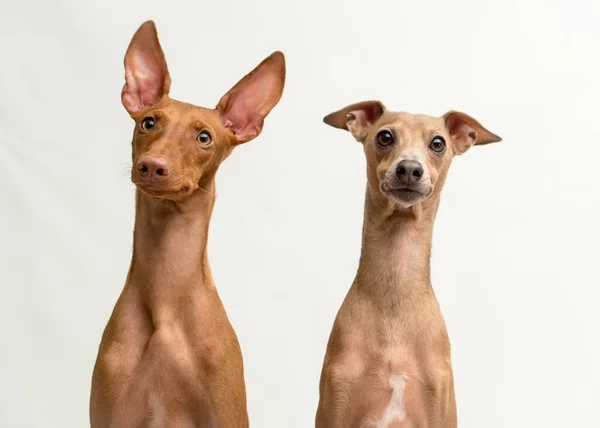 Dois Cães Vermelhos Interessados Isolados Fundo Branco — Fotografia de Stock