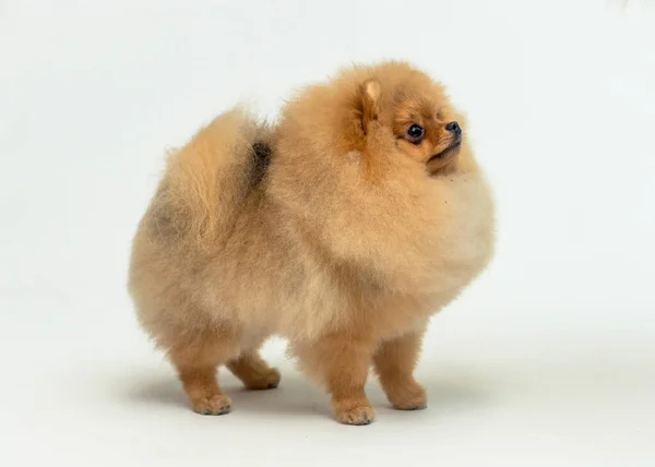 Bianco Soffice Cucciolo Pomerania Spitz Stand Splendidamente Uno Studio Bianco — Foto Stock