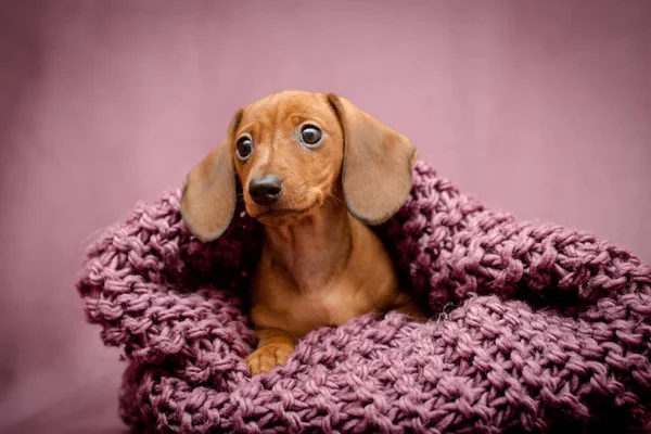 Jovem Dachshund Marrom Escondido Lenço Roxo — Fotografia de Stock