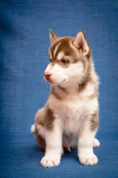 Giovane Cane Husky Seduto Uno Sfondo Blu — Foto Stock