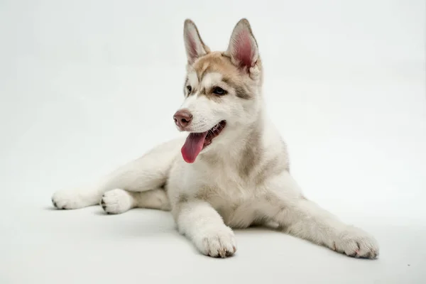 Νεαρό Λευκό Σκυλί Husky Φυλή Βρίσκεται Στο Στούντιο Λευκό Φόντο — Φωτογραφία Αρχείου