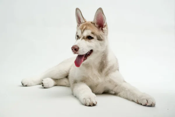 Raça Husky Cão Branco Jovem Encontra Estúdio Fundo Branco — Fotografia de Stock