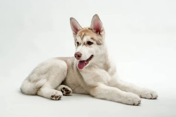 Cachorro Fofo Branco Maravilhoso Raça Husky Está Estúdio Branco — Fotografia de Stock