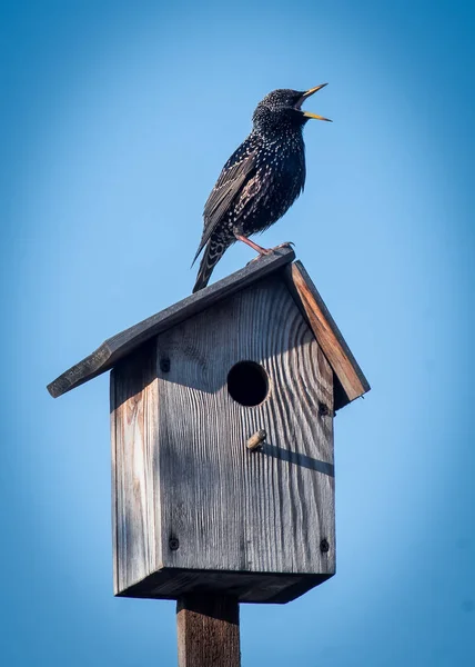 Een Zwarte Spreeuw Zit Een Vogelhuisje Zingt Tegen Een Blauwe — Stockfoto