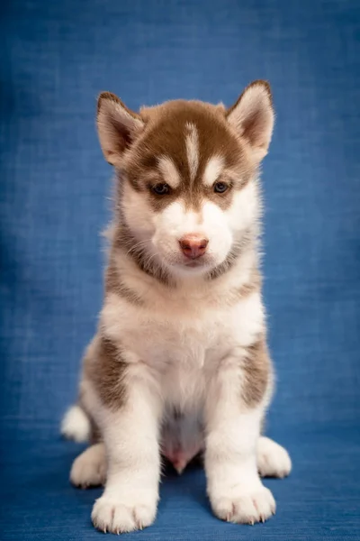Young Husky Puppy Spotted Color Sits Blue Background — Stock Photo, Image