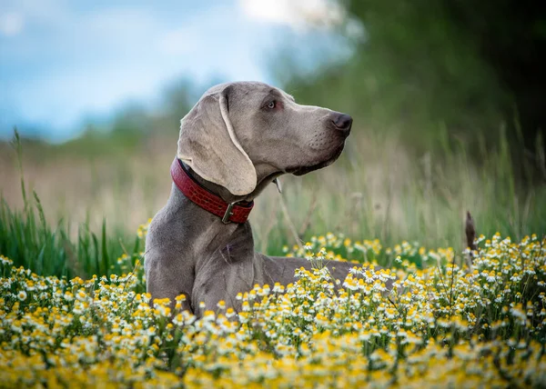 Şaşırtıcı Gri Köpek Weimaraner Cinsi Papatyalarla Tarlada Yatıyor — Stok fotoğraf