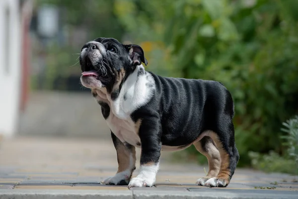Vacker Svart Engelsk Bulldog Valp Står Parken — Stockfoto