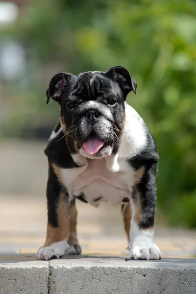 Schöner Schwarz Weißer Welpe Eines Englischen Buddogs Steht Auf Dem — Stockfoto