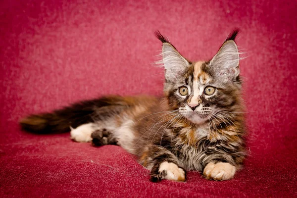 Hermoso Adulto Maine Coon Gato Encuentra Aislado Fondo Borgoña —  Fotos de Stock