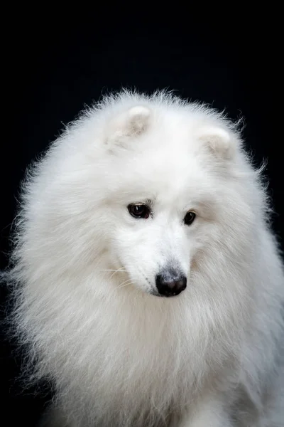 Красива Пухнаста Біла Собака Самоті Сумним Виглядом Сидить Чорній Студії — стокове фото