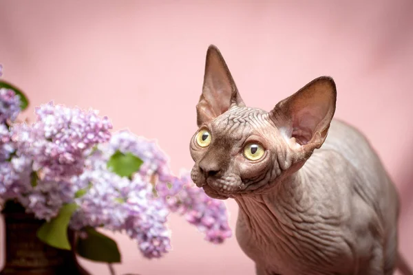 beautiful hairless Canadian sphynx cat sniffs flowers in a pink studio