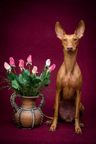 Belo Cão Galgo Siciliano Vermelho Sentado Perto Vaso Com Rosas — Fotografia de Stock