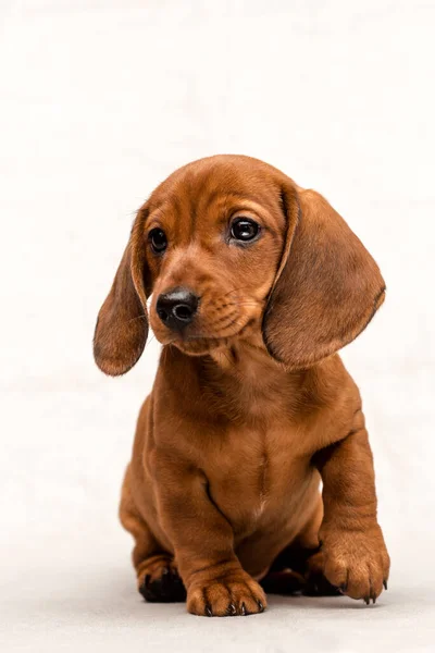 Beautiful Red Haired Dachshund Puppy Sitting Isolated White Background — Stock Photo, Image