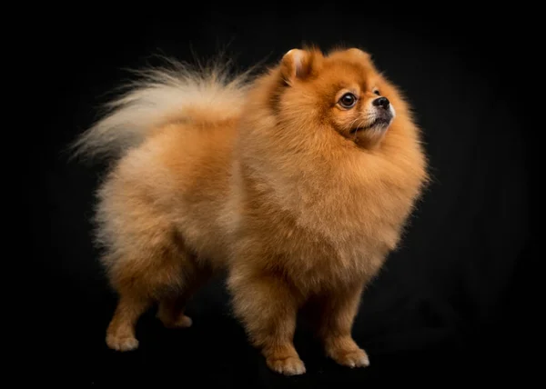 Hermoso Pomeranian Perro Stand Fondo Negro Estudio Fotografía —  Fotos de Stock