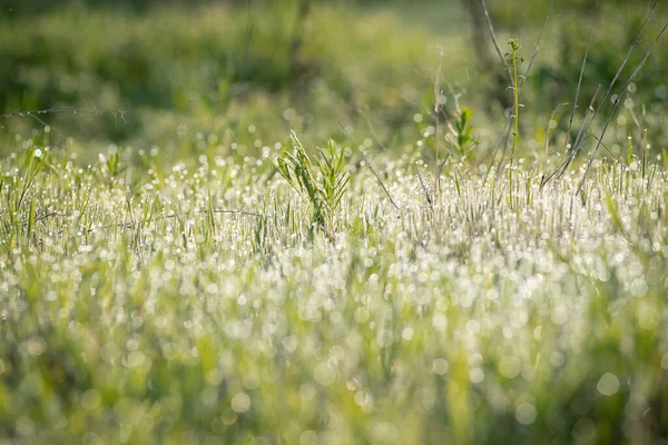 Bellissimo Prato Con Gocce Rugiada Mattutina Sulla Lussureggiante Erba Verde — Foto Stock