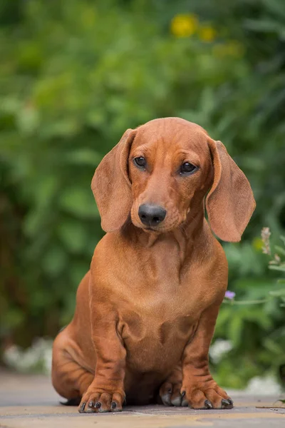 Belo Cachorro Dachshund Vermelho Com Fundo Natureza — Fotografia de Stock