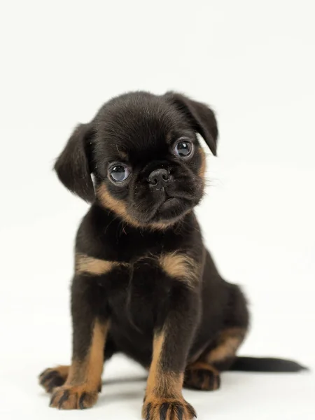 Cachorro Negro Raza Petit Brabancon Pequeño Brabancon Brabant Griffon Smooth —  Fotos de Stock