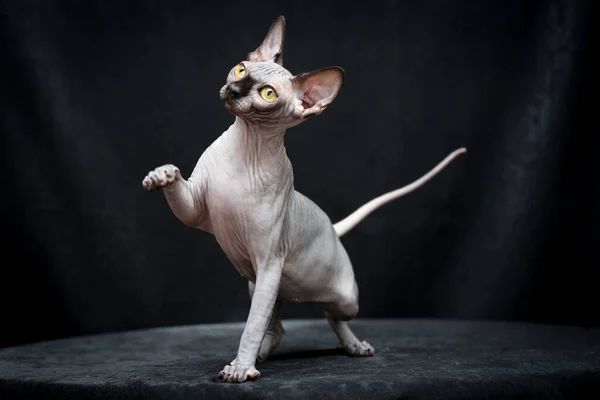 Canadense Sphynx Gato Graciosamente Caminha Sobre Fundo Preto — Fotografia de Stock