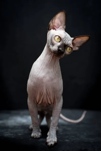 Canadian Sphynx Hairless Gray Cat Green Eyes Black Studio — Stock Photo, Image