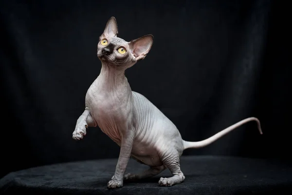 Canadian Sphynx Very Beautiful Hairless Cat Preparing Jump — Stock Photo, Image