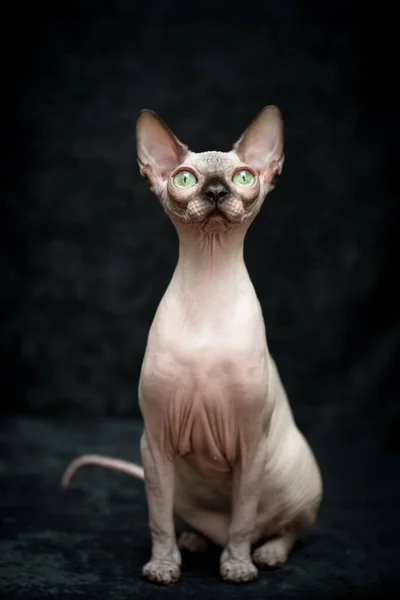 Cute Bald Pink Cat Green Eyes Breed Canadian Sphynx Sitting — Stock Photo, Image